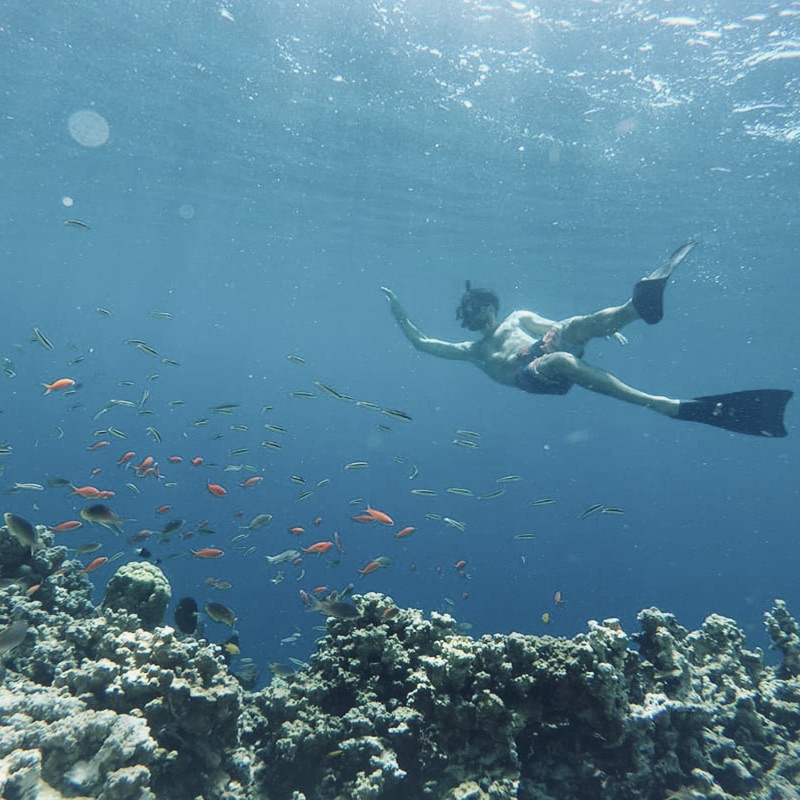 amed snorkling