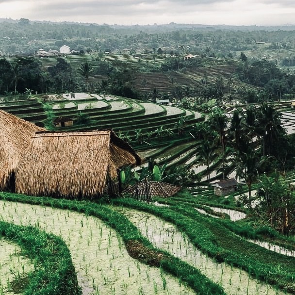 jatiluwih rice terraces