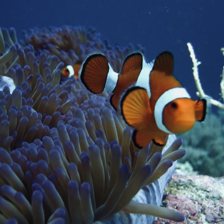 snorkling in bali