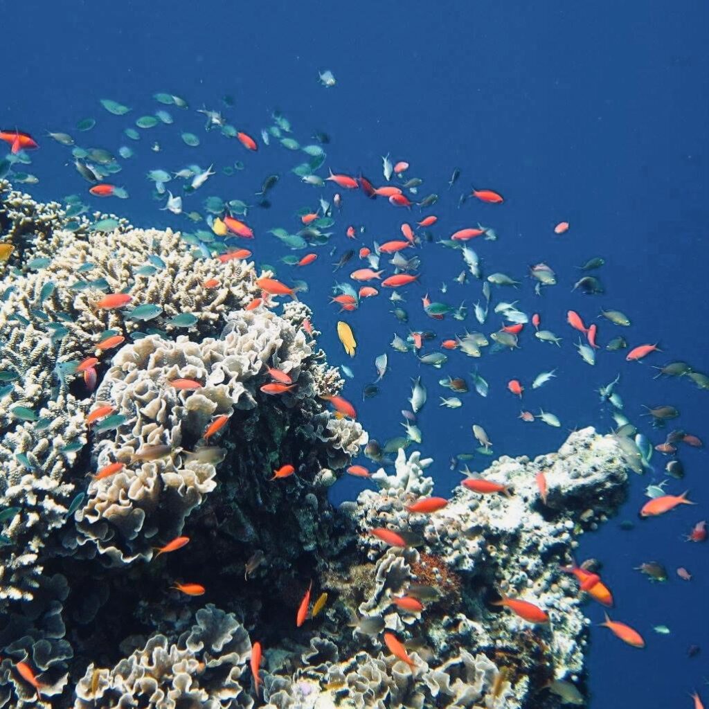 bali snorkling